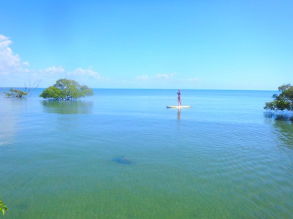 Turtle watching from a SUP-board.