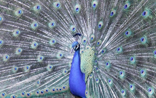 Model peacock at the Fraser Coast Wildlife Sanctuary