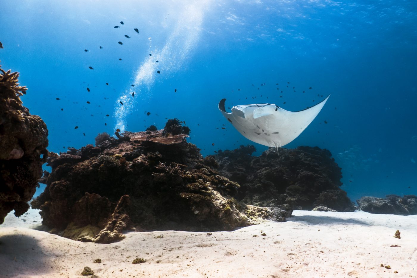 lady-elliot-great-barrier-reef