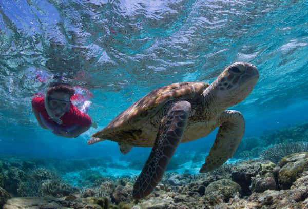 lady-elliot-island-great-barrier-reef