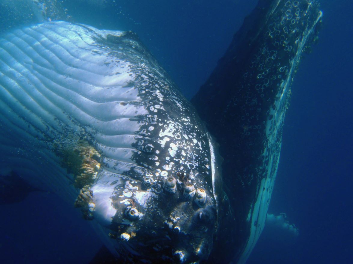 blue-dolphin-whale-underwater