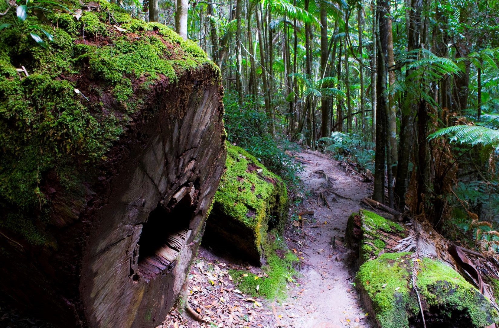 fraser-island-hiking