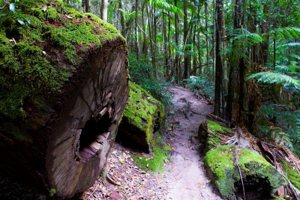 fraser-island-rain-forest