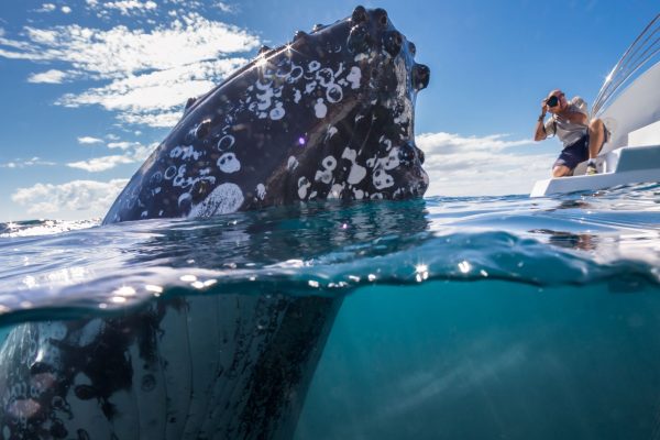 underwater-whale-spyhopping-whale-watch-mark-seabury