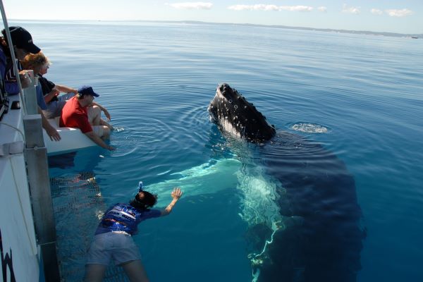 blue-dolphin-whale-watch