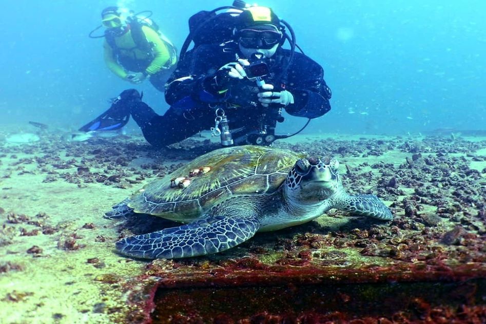 diver-and-turtle