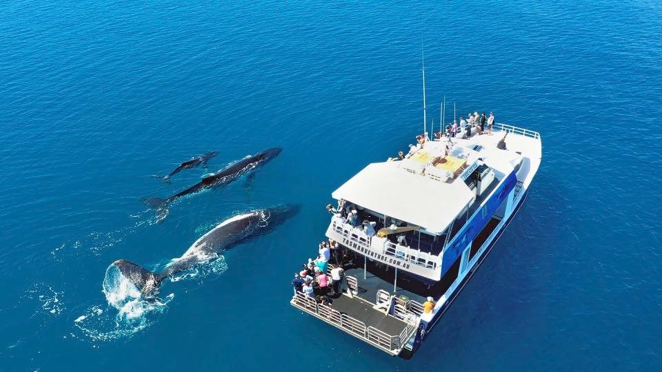 tasman-venture-whale-watch